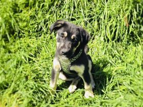 Frieda sucht ein Zuhause