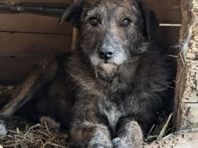 Eric sucht ein warmes Körbchen