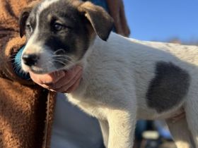 Wanknobi sucht ein ländliches Zuhause