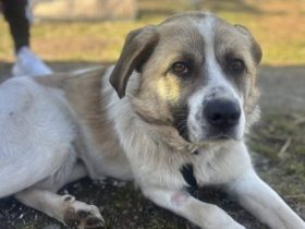 Wird Gandalf dein Gefährte?