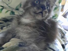 Reinrassige Maine Coon Kitten in Black-Smoke & Blue, beide Eltern-Cats XXL groß mit Stammbaum