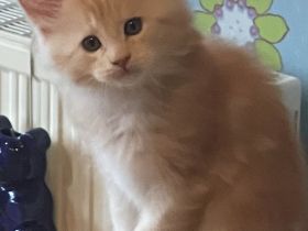 Maine Coon Kitten geb. am 16.02.2026 mit Stammbaum