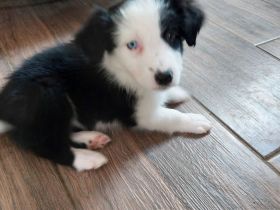 Australian Shepherd/Border Collie Mischlinge