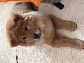 Chow Chow Shiba Inu Mix Welpe