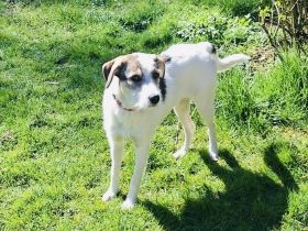 Tolles liebes Mädchen sucht neues Zuhause