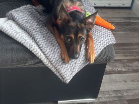 Malinois Terrier Mix abzugeben