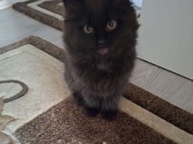 BKH Kitten zu noch ein liebevolles Zuhause