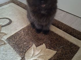 BKH Kitten sucht noch ein liebevolles Zuhause