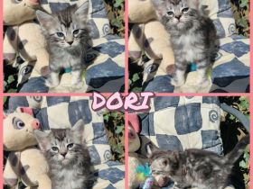 Süße Cashmere Bengal x Maine Coon Babies