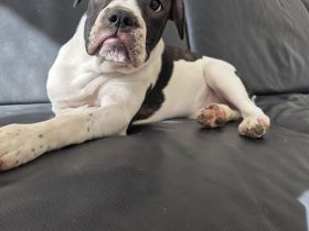 OEB Mischlingshündin