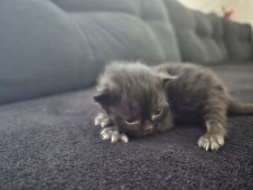 Katzen suchen ein Zuhause