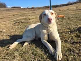 Goldstück Luny sucht Familienanschluss