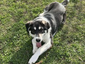 Verspielter Kayo sucht Anschluss