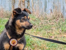 Traumhündin Vivi wünscht sich Familie