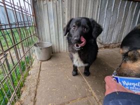 Kleiner Schatz Augustus möchte Neustart