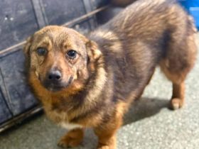 Roya, klein, jung, freundlich.....wer sieht ihr süsses Wesen und gibt ihr ein schönes Leben?