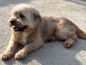 Kleiner Schatz Windua sucht ein Körbchen