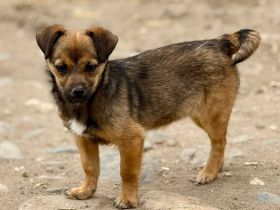 Emely, jung, verspielt, freundlich....wer sucht eine kleine Kameradin?