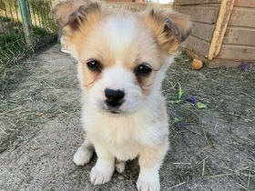 Zauberhafte kleine Gucci sucht Zuhause