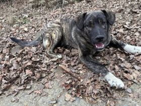 Gestromte Schönheit George sucht Zuhause