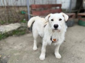 Herzensbrecher Struppi sucht dich!