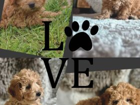 Wunderschöne Maltipoo Welpen in apricot absofort abzugeben