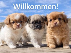 Chihuahua pekinese Welpen nur noch 2 frei