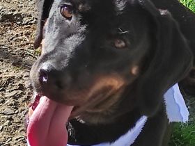 Dias, 03/25 - aktiver Junghund sucht Familie