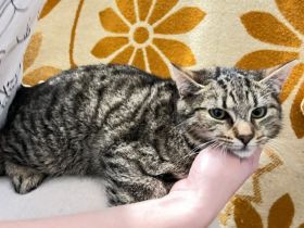 Saloman sucht seinen sicheren Hafen