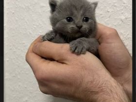 Britisch-Kurzhaar Perser Mix Kitten suchen ein liebevolles Zuhause