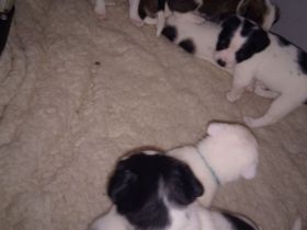 Mischlingswelpen suchen ihre Familien