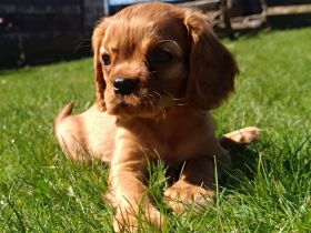 Cavalier King Charles Spaniel zum verlieben