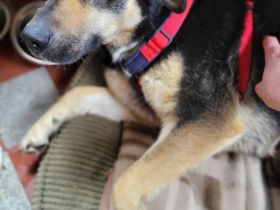 Lina, a.d.Tierschutz, sanft und liebevoll