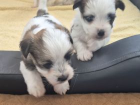 Yorkshire Terrier mini