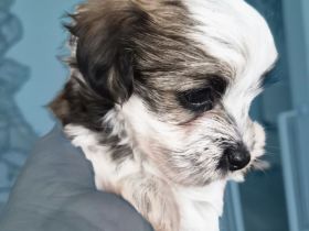 Yorkshire Terrier mini