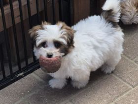 Yorkshire Terrier mini