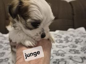 Yorkshire Terrier mini