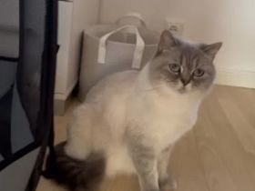 BKH Bluepoint Kittenbabys