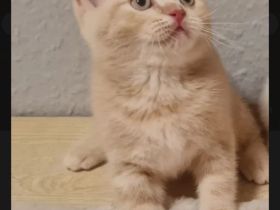 3 Bkhmix Kätzchen 12 Wochen alt suchen einen tollen Platz