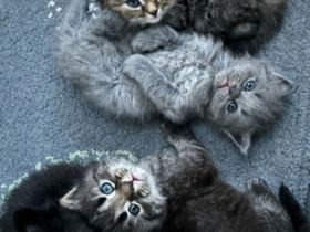 3 Bkhmix Kätzchen 12 Wochen alt suchen einen tollen Platz