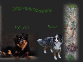 Miniature Australien Shepherd Mini Aussie