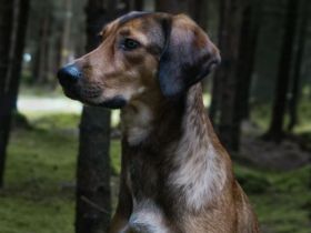 Elenor wünscht sich ein ruhiges Zuhause