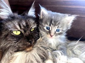 Maine Coon Katzenbabies Kätzchen Kitten
