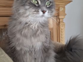 Süße, weibliche Maine Coon Katze sucht ein neues, gemühtliches  Zuhause