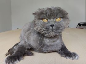 Magnus braucht dringend ein liebevolles Zuhause - eilt sehr!