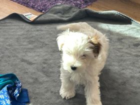 Biewer Yorkshire terrier