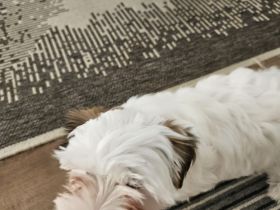 Biewer Yorkshire terrier