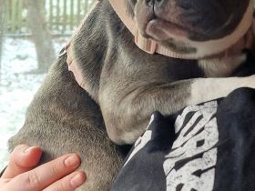 Französische Bulldogge Mukki sucht ruhige Menschen