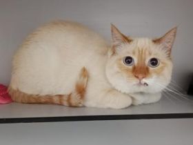 Pandorgo und Dulcinea