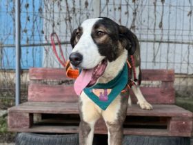 Vara sucht ein ländliches Zuhause